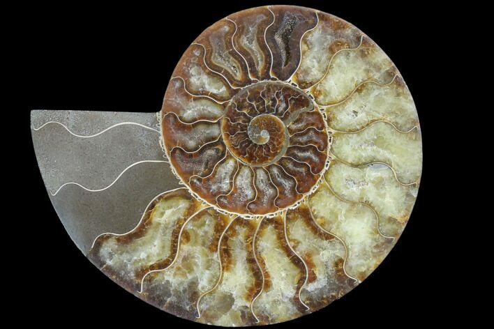Agatized Ammonite Fossil (Half) - Madagascar #88186